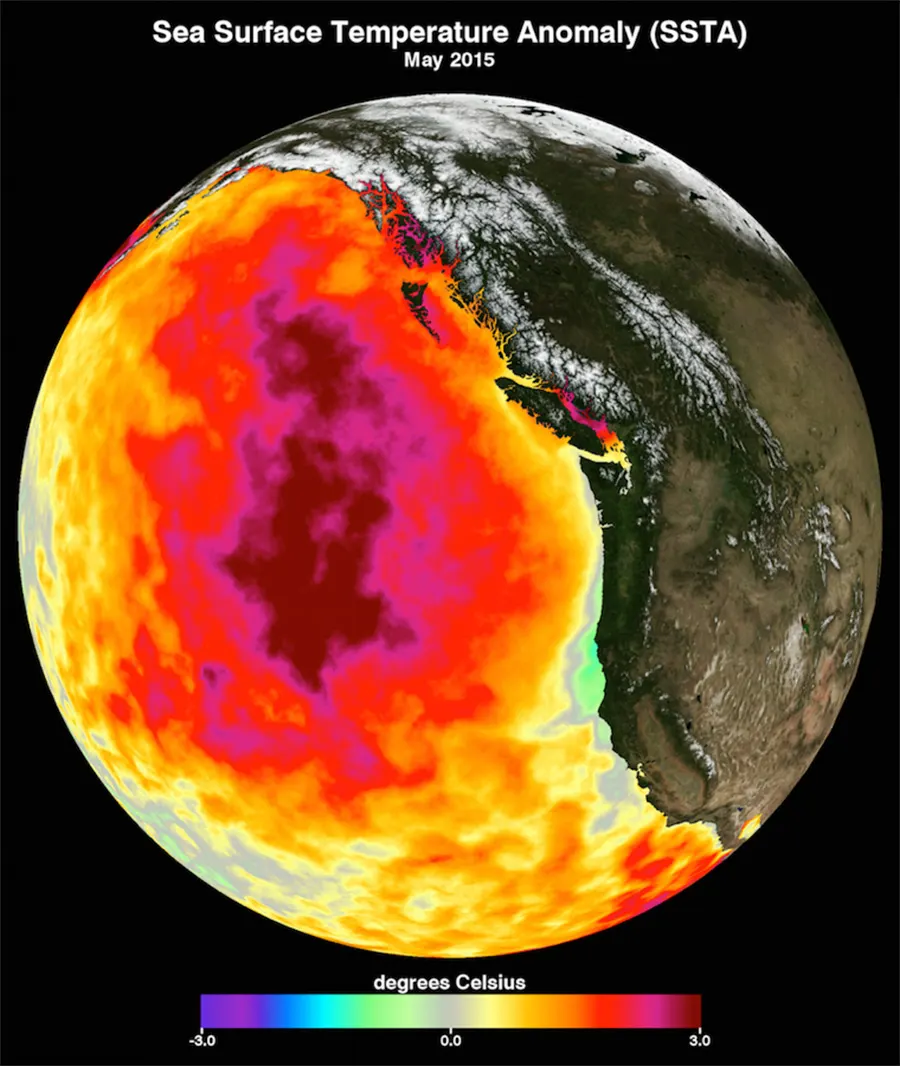 marine heatwave
