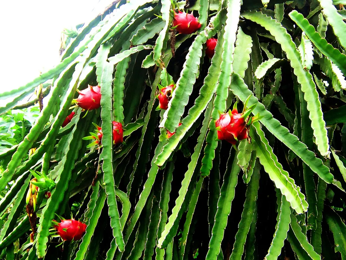 plants
