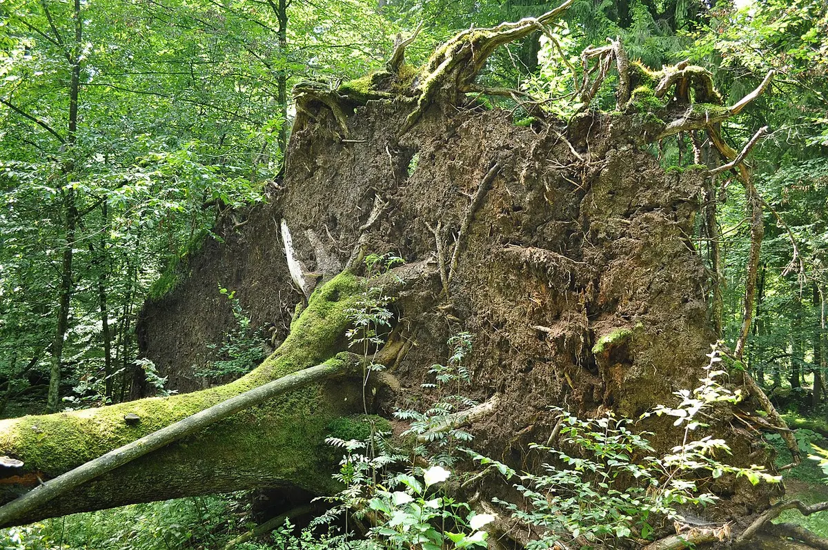 fallen tree